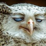 Owl eye roll