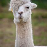 Drama llama