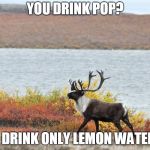 Snobby Tuktu | YOU DRINK POP? I DRINK ONLY LEMON WATER | image tagged in snobby tuktu | made w/ Imgflip meme maker