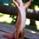 squirrel hands up