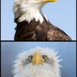 Bald Eagle - Endangered species act | I was protected by the Endangered Species Act! You want me off the list because one of my kind was mean to you! SAD! | image tagged in bald eagle,save endangered species,trump vrs nature,trump vrs wildlife,trump vrs environment,trump vrs mother nature | made w/ Imgflip meme maker