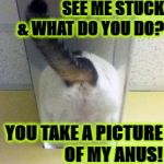 I NEEDS HELP | WOW HUMAN! YOU SEE ME STUCK & WHAT DO YOU DO? YOU TAKE A PICTURE OF MY ANUS! HELP ME YOU TURD! | image tagged in i needs help | made w/ Imgflip meme maker