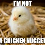 Baby Chicken | I'M NOT; A CHICKEN NUGGET | image tagged in baby chicken | made w/ Imgflip meme maker