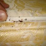 bed bug mattress inspection