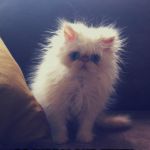 Fuzzy white kitten | YOU MAKE ME FEEL; SO WARM AND FUZZY. | image tagged in fuzzy white kitten | made w/ Imgflip meme maker