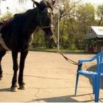 Horse chair