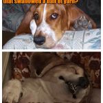Basset humor  | Did you hear about the cat that swallowed a ball of yarn? She gave birth to a litter of mittens. | image tagged in basset humor,cat jokes,funny memes,dog memes | made w/ Imgflip meme maker