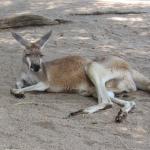 Suave kangaroo