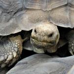 grumpy tortoise meme