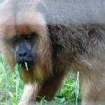 salad eating monkey