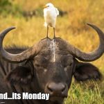 Monday  | And...its Monday | image tagged in monday | made w/ Imgflip meme maker