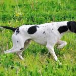 pointer dog