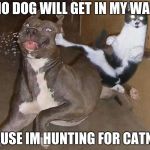 Cats & Dogs | NO DOG WILL GET IN MY WAY; CAUSE IM HUNTING FOR CATNIP | image tagged in cats  dogs | made w/ Imgflip meme maker