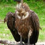 Vulture of affirmation