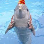Party Dolphin