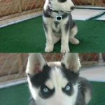 insanity husky puppy | YOU SAY YOUR DOG IS A CHIHUAHUA? CHIHUAHUA'S ARE NOT DOGS. | image tagged in insanity husky puppy | made w/ Imgflip meme maker