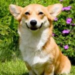 mischievous corgi  | WE WISH YOU A DAY; WITHOUT BUGS... | image tagged in mischievous corgi | made w/ Imgflip meme maker