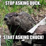 wouldchuck | NEED ADVICE, STOP ASKING DUCK, START ASKING CHUCK! | image tagged in wouldchuck | made w/ Imgflip meme maker
