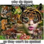 stripes tiger joke | why do tigers have stripes ? so they won't be spotted | image tagged in tiger pout,tiger joke | made w/ Imgflip meme maker