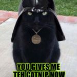 DARTH VADER CAT | YOU GIVES ME TEH CATNIP NOW; OR ME KILLS YOU WITH MAH LIGHTSABER YES! | image tagged in darth vader cat | made w/ Imgflip meme maker