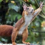 praise squirrel