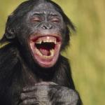 laughing monkey,memes