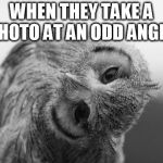 Owl with head tilted to the side | WHEN THEY TAKE A PHOTO AT AN ODD ANGLE: | image tagged in owl with head tilted to the side | made w/ Imgflip meme maker