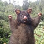 Positive Possum