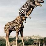 Zebra climbing giraffe