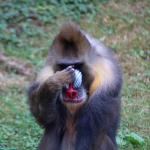 Mandrill