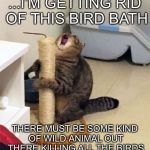 Over Dramatic Cat | ...I’M GETTING RID OF THIS BIRD BATH; THERE MUST BE SOME KIND OF WILD ANIMAL OUT THERE KILLING ALL THE BIRDS | image tagged in over dramatic cat,funny,funny memes,memes | made w/ Imgflip meme maker