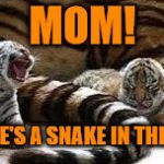 There's a snake in my den! Tiger Week 2018, July 29 - August 5, a TigerLegend1046 event | MOM! THERE'S A SNAKE IN THE DEN! | image tagged in memes,tiger week 2018,tiger week,tigerlegend1046,snake,den | made w/ Imgflip meme maker