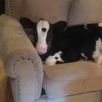 Couch Cow
