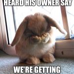 embarrassed bunny | WHEN THE BUNNY HEARD HIS OWNER SAY; WE'RE GETTING A NEW PET CAT | image tagged in embarrassed bunny | made w/ Imgflip meme maker