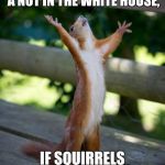 amen squirrel | HOW DID WE END UP WITH A NUT IN THE WHITE HOUSE, IF SQUIRRELS CAN'T VOTE? | image tagged in amen squirrel,memes | made w/ Imgflip meme maker