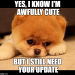 sad dog | YES, I KNOW I'M AWFULLY CUTE; BUT I STILL NEED YOUR UPDATE | image tagged in sad dog | made w/ Imgflip meme maker