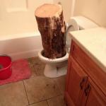 Log in toilet 