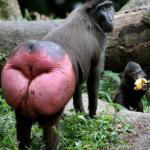 chimps red ass