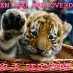 Tiger 5 | WHEN YOU ARE OVERDUE; FOR A PEDICURE | image tagged in tiger 5 | made w/ Imgflip meme maker