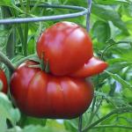 Tomato Duck