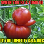 Quack Quack! | WHEN YOU'RE A TOMATO; BUT YOU IDENTIFY AS A DUCK. | image tagged in tomato duck,nixieknox,memes | made w/ Imgflip meme maker