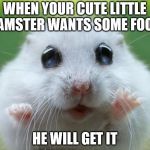 Hamster cute | WHEN YOUR CUTE LITTLE HAMSTER WANTS SOME FOOD; HE WILL GET IT | image tagged in hamster cute | made w/ Imgflip meme maker