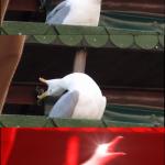 three part seagull scream meme
