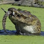 Cannibal Croc