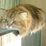 Monorail cat