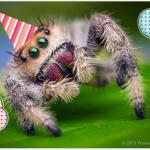 Spider birthday