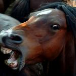 angry horse