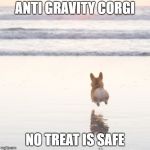 corgibeach | ANTI GRAVITY CORGI; NO TREAT IS SAFE | image tagged in corgibeach | made w/ Imgflip meme maker