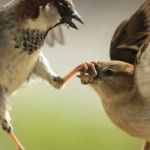 Shut up birds | HEY, YOU -- YEAH, YOU -- ZIP IT! | image tagged in shut up birds | made w/ Imgflip meme maker