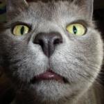 Grey cat full face pic